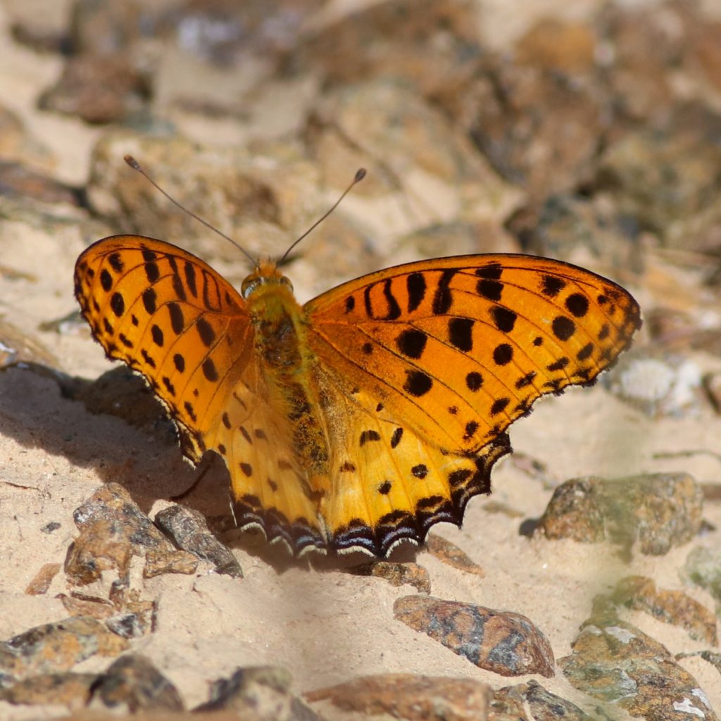 Animals from Fujairah