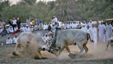 Photo of In Fujairah, bulls fight for honour, not money or blood