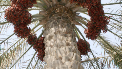 Photo of UAE Stories and Cultural Learning: Dates