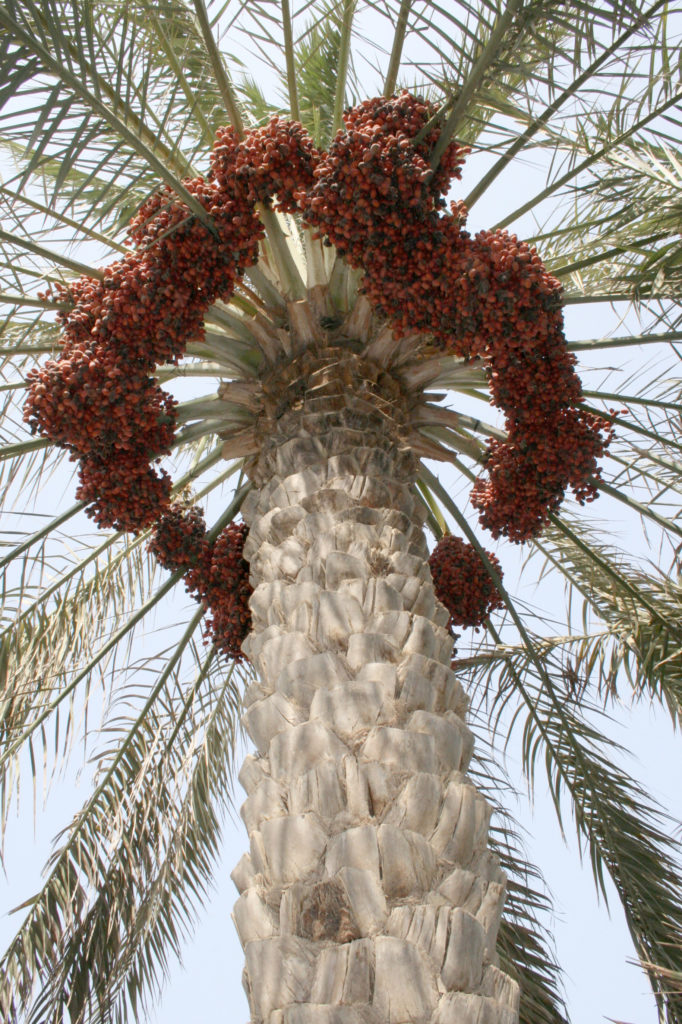 Dates - Fujairah