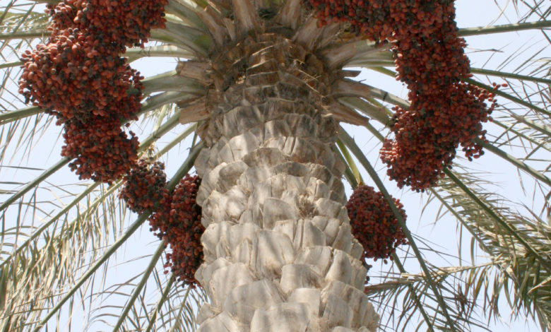 Dates - Fujairah