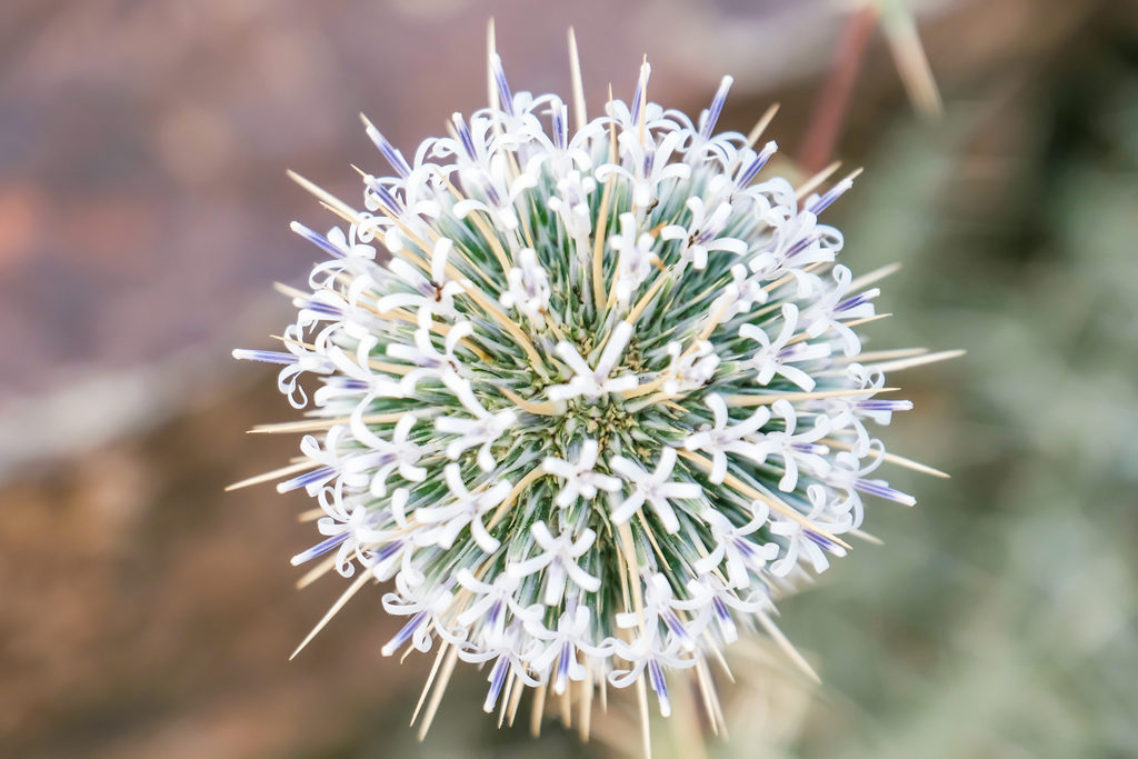 Great globe thistle