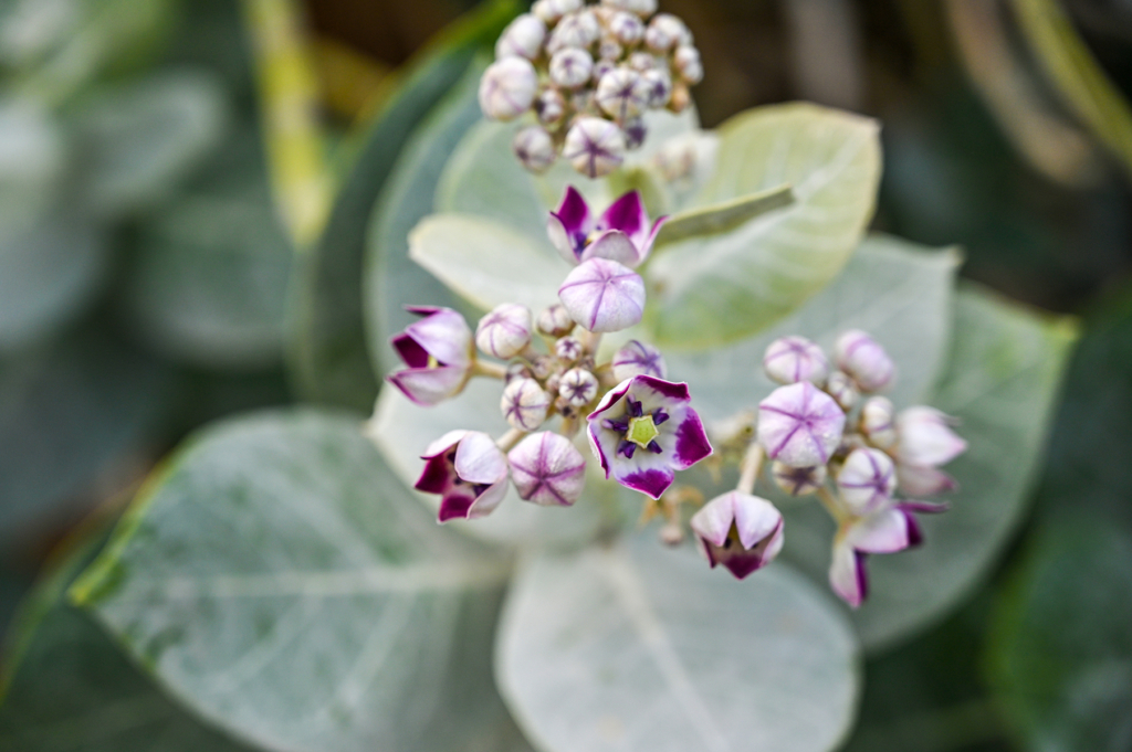 Calotropis procera, or Sodom's apple, had both flowers and seed pods. The flowers are miracles of geometry. When still in bud, they are pentagonal box of white velvet tinged with purple.