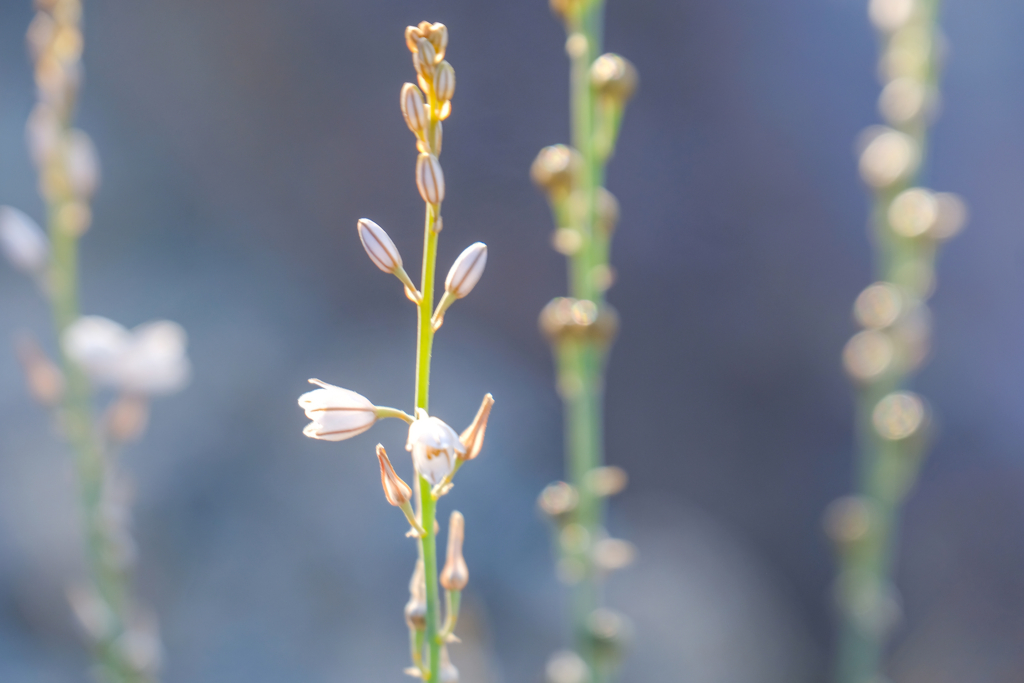 Asphodelus tenuifolius is a common weed of fields, particularly of wheat and chickpea fields. It grows in Egypt and in the Sinai peninsula.