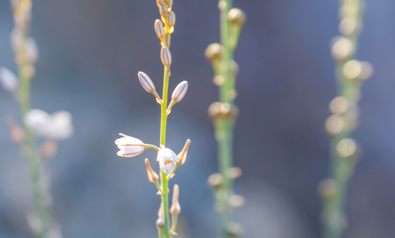 Asphodelus tenuifolius is a common weed of fields, particularly of wheat and chickpea fields. It grows in Egypt and in the Sinai peninsula.