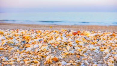 Photo of Unique shells to be discovered on Fujairah