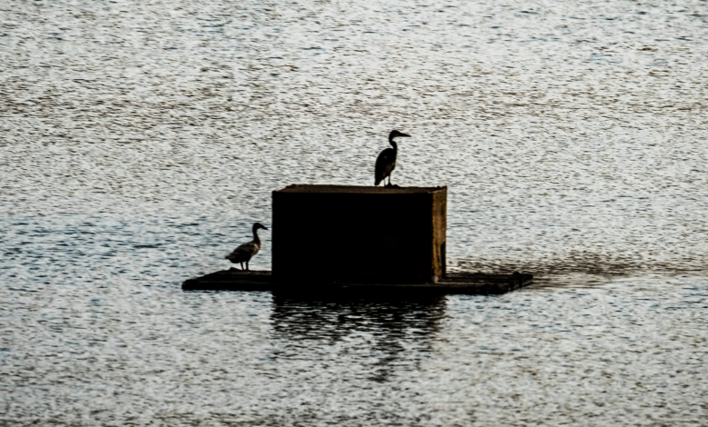 A heron and a duck sharing the same spot.Photo taken at the Fujairah Adventure Park. Photo of the day. Photos taken in Fujairah.