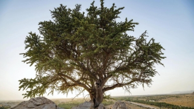 Photo of Rare 100-year-old tree discovered in eastern Abu Dhabi