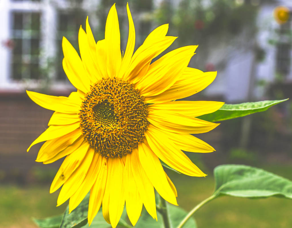 While the vibrant, strong sunflower is a recognized worldwide for its beauty, it is also an important source of food. Sunflower oil is a valued and healthy vegetable oil. Flower of the day. Fujairah Observer.