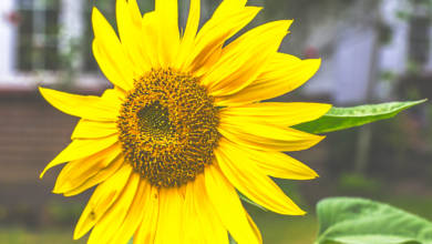 Photo of Flower of the day: Sunflower