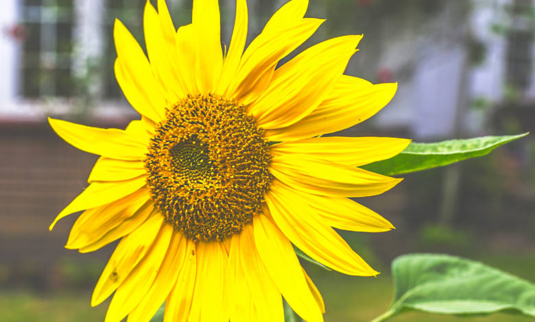 While the vibrant, strong sunflower is a recognized worldwide for its beauty, it is also an important source of food. Sunflower oil is a valued and healthy vegetable oil. Flower of the day. Fujairah Observer.