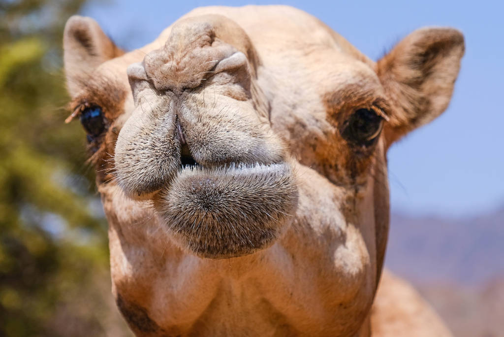 The animal is famously known as the ship of the desert because of its walk, which is much like the motion of a ship at sea. Camels. UAE Camels. Fujairah Observer.