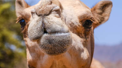 Photo of Camel: Ships of the Desert