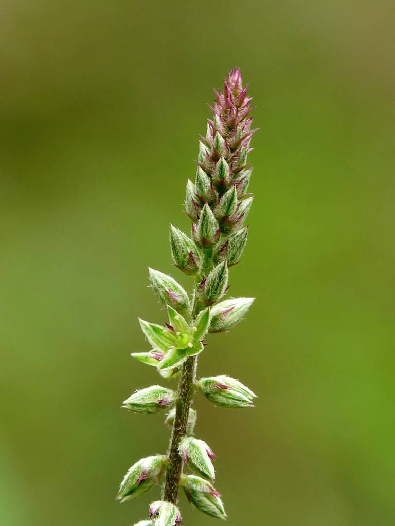 Is a species of plant in the family Amaranthaceae. It is distributed throughout the tropical world as well as in the UAE. Fujairah Observer. Plants of the desert.