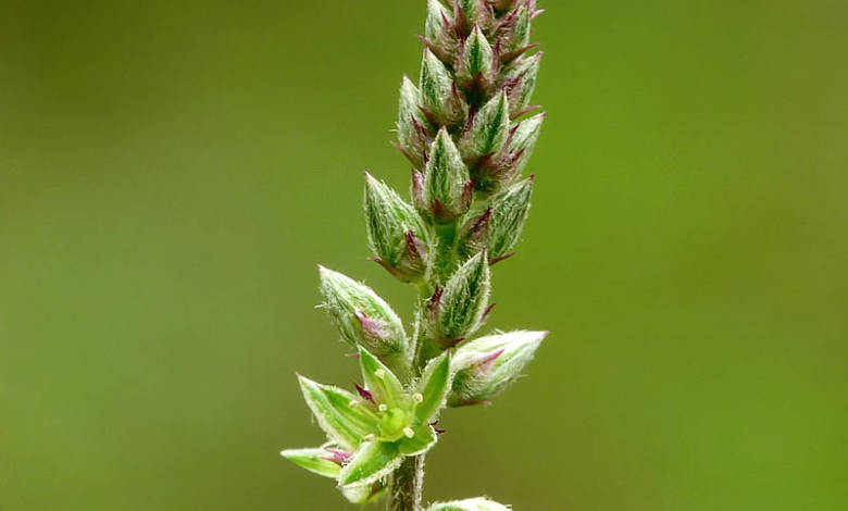 Is a species of plant in the family Amaranthaceae. It is distributed throughout the tropical world as well as in the UAE. Fujairah Observer. Plants of the desert.