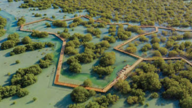 Photo of Exploring the Emirates: Al Jubail Mangrove Park