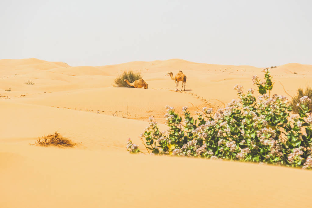 The animal is famously known as the ship of the desert because of its walk, which is much like the motion of a ship at sea. Camels. UAE Camels. Fujairah Observer.