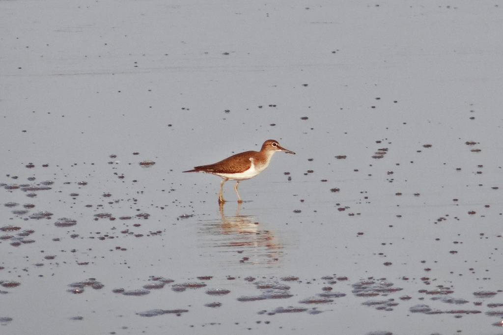 The common sandpiper forages by sight on the ground or in shallow water, picking up small food items such as insects, crustaceans and other invertebrates; it may even catch insects in flight. Fujairah Floran and Fauna. Fujairah Birds. Fujairah Observer.