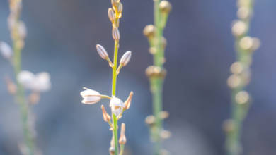 Photo of Flower of the day: Kawther