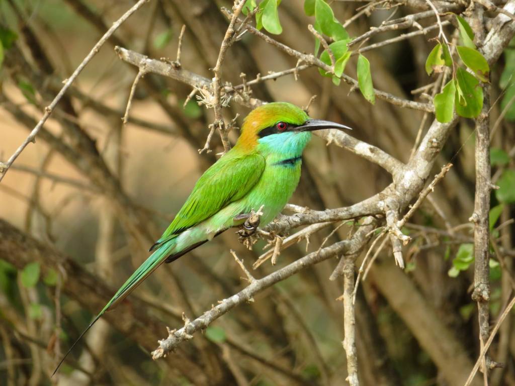 Birdwatchers are privileged people in these months. The UAE lies at the crossroads of two major migration routes from Europe to Asia and Africa. fujairah Observer.