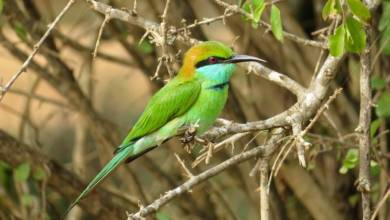 Photo of The perfect time of the year for Birdwatchers