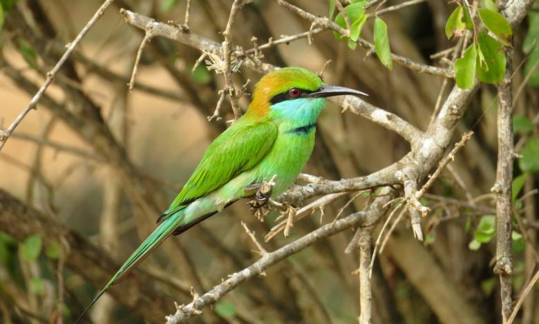 Birdwatchers are privileged people in these months. The UAE lies at the crossroads of two major migration routes from Europe to Asia and Africa. fujairah Observer.