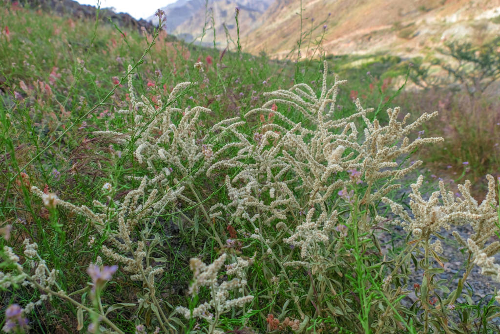 Fujairah's Flora and Fauna: Aerva javanica, the kapok bush or desert cotton. Fujairah Flora. Fujairah Observer. Plants grown in Fujairah.