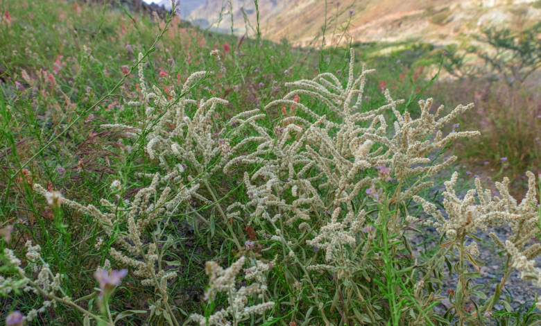 Fujairah's Flora and Fauna: Aerva javanica, the kapok bush or desert cotton. Fujairah Flora. Fujairah Observer. Plants grown in Fujairah.