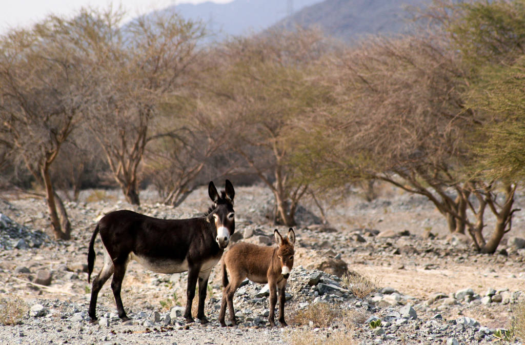 Fujairah Fauna: Feral Donkeys. Fujairah Animals. Fujairah animals species. Fujairah wild animals. Fujairah Feral Donkeys. Fujairah Observer.