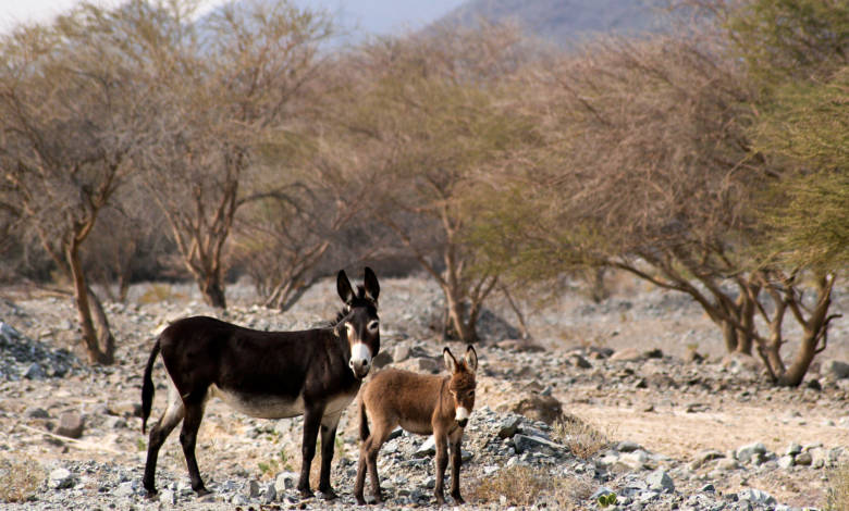 Fujairah Fauna: Feral Donkeys. Fujairah Animals. Fujairah animals species. Fujairah wild animals. Fujairah Feral Donkeys. Fujairah Observer.