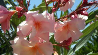 Photo of Flower of the day: Oleander