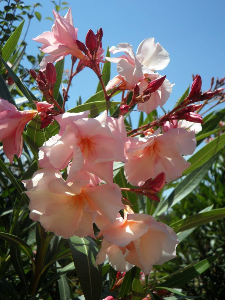 oleander flower of the day