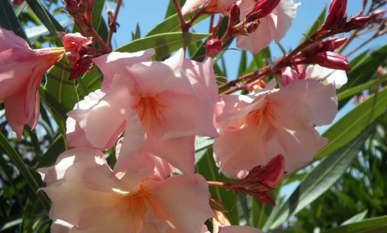 oleander flower of the day