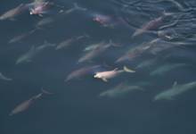 Photo of Fujairah Environment Authority launches new book on Whales and Dolphins