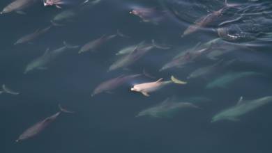 Photo of Rare Dolphin species sighted off Fujairah’s coast