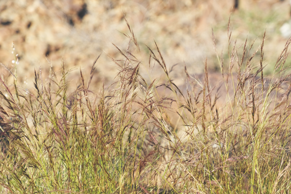 Aristida adscensionis is a species of grass known by the common name sixweeks threeawn. It is native to the Americas but it is distributed nearly worldwide. It grows easily in disturbed and waste areas and has potential to become a weed.Fujairah Observer.Fujairah Flora.Fujairah Plants.Fujairah Plants species.