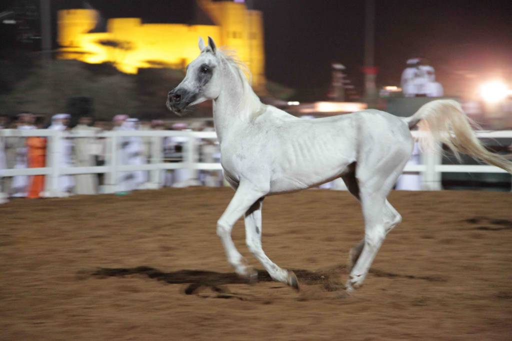 Arabian Horses First show to be held in Fujairah 2011