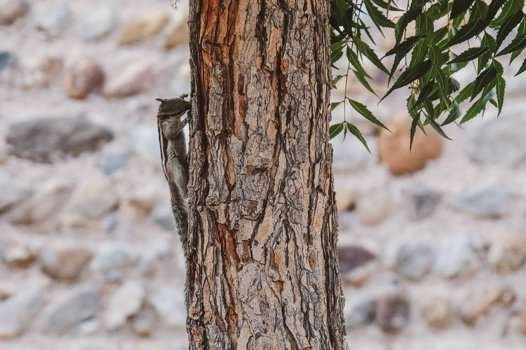 Fujairah Fauna Palm Squirrel