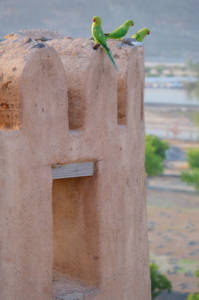 Rose-ringed Parakeet