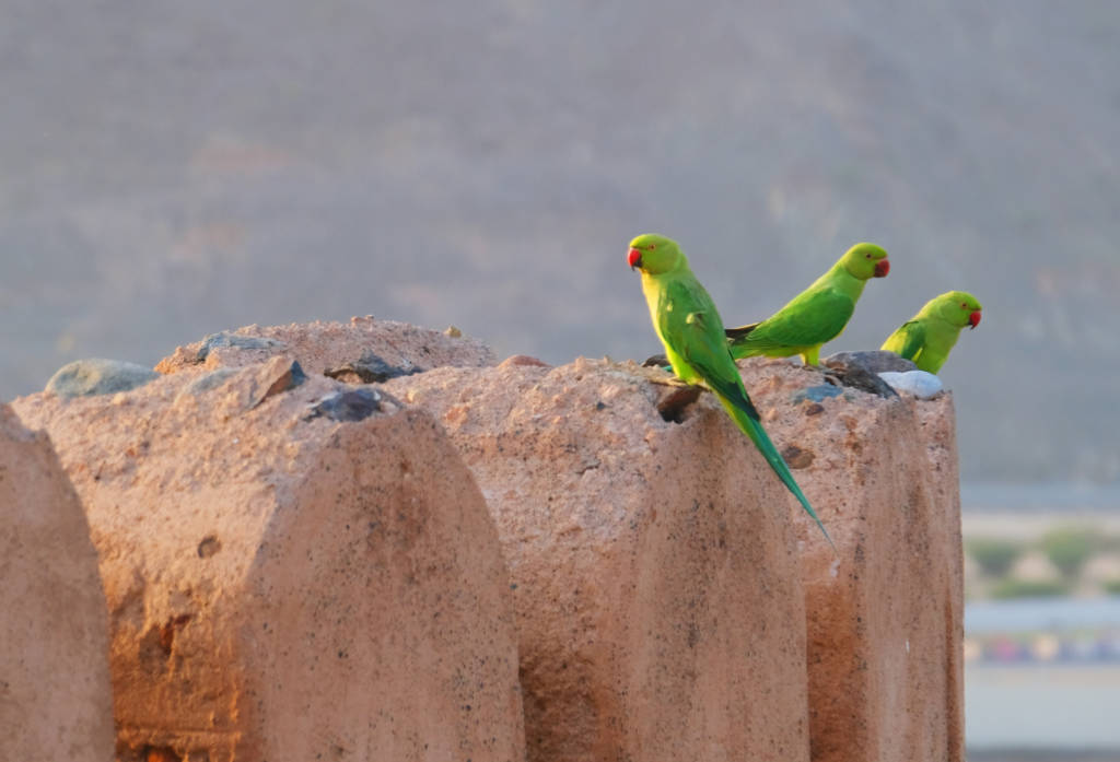 Rose-Ringed Parakeet