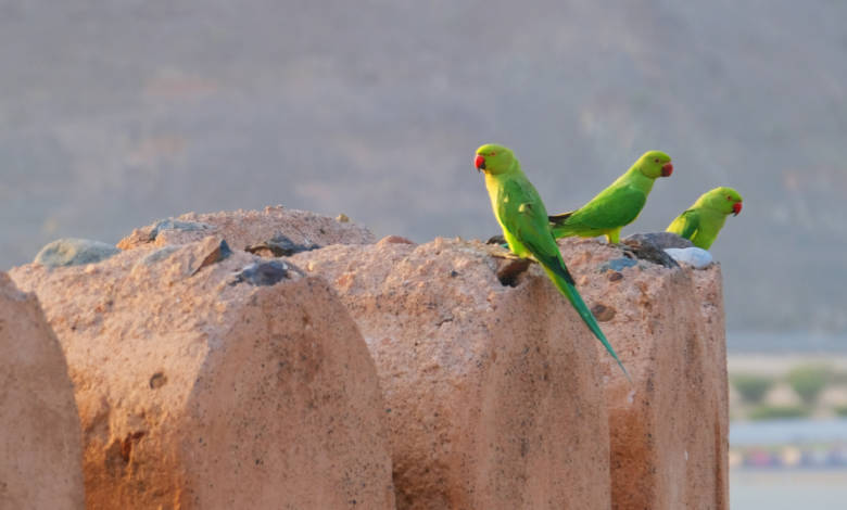 Rose-Ringed Parakeet