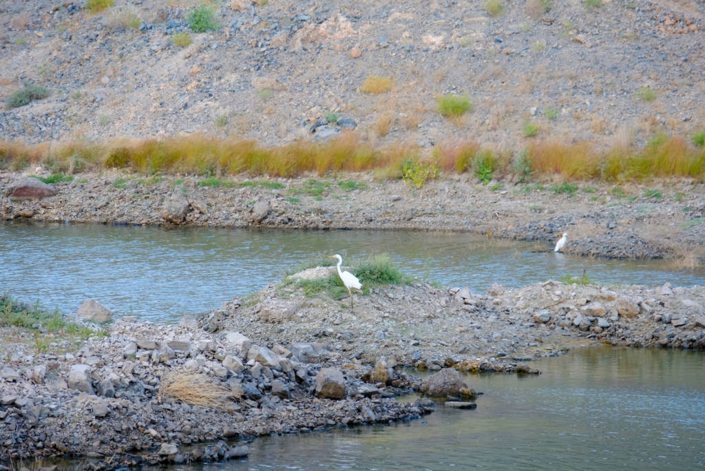 The great egret (Ardea alba), also known as the common egret, large egret, or great white egret or great white heron is a large, widely distributed egret.