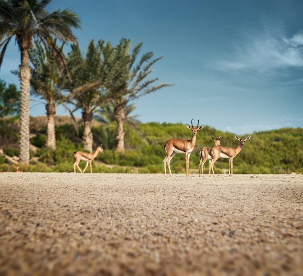 Gazelles