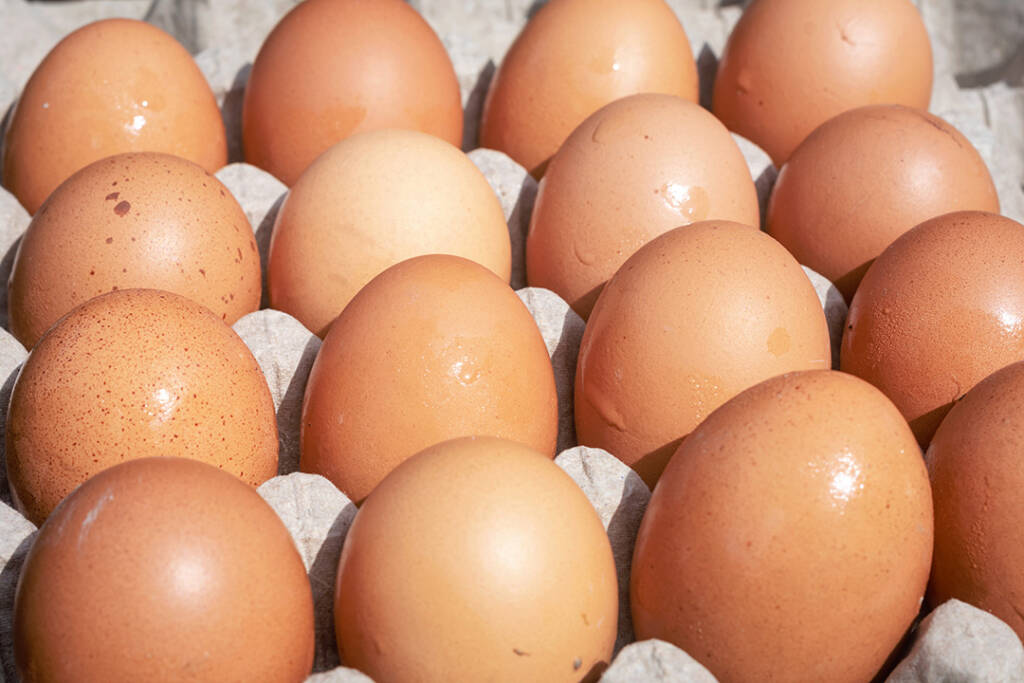 brown eggs